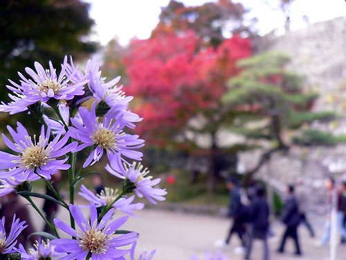 たまには花も撮ってみよう。